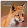 Foxes - Füchse 2025 - 16-Monatskalender -  - 9781835360491