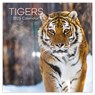 Tigers - Tiger 2025 - 16-Monatskalender - Comello - 9781835362280