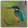 Birds - Vögel 2026 - 16-Monatskalender -  - 9781836222958