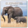Elephants - Elefanten 2026 - 16-Monatskalender -  - 9781836223702