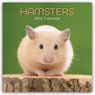 Hamsters - Hamster 2026 - 16-Monatskalender -  - 9781836223856