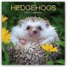 Hedgehogs - Igel 2026 - 16-Monatskalender -  - 9781836223863