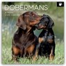 Dobermans - Dobermann 2026 - 16-Monatskalender -  - 9781836224204