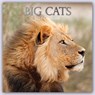 Big Cats - Raubkatzen - Löwen Tiger Geparden Leoparden 2024 - 16-Monatskalender -  - 9781837883424