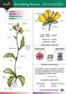 Describing Flowers - Anne Bebbington ; John Bebbington - 9781851538423