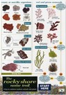 Rocky Shore Name Trail Chart -  - 9781851538713