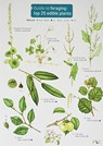 Guide to Foraging: Top 25 Edible Plants - Clare Cremona - 9781908819253