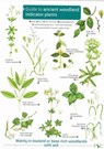 Guide to Ancient Woodland Indicator Plants -  - 9781908819277