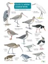 Guide to winter coastal birds - Sue Loughran - 9781908819390