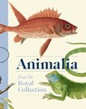 Animalia - Andrew Brown - 9781909741928