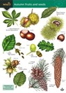 Autumn fruits and seeds - Rebecca Farley-Brown ; Simon Norman - 9781917154048