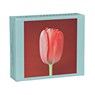 Mapplethorpe Flowers QuickNotes -  - 9781933427034