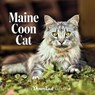 2024 Maine Coon Cat Wall Calendar -  - 9781944094409