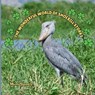 The Wonderful World of Shoebill Storks: Interesting Facts About Shoebill Storks - Mimi Jones - 9781958985175