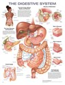 The Digestive System Anatomical Chart -  - 9781975243265