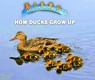 How Ducks Grow Up - Linda Bozzo - 9781978508224