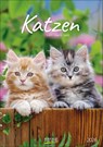 Katzen 2026 -  - 9783731883609