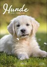 Hunde 2026 -  - 9783731883616