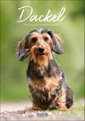 Dackel 2026 -  - 9783731883630
