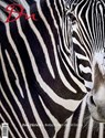 Du900 - das Kulturmagazin. Zoo Zürich - Martin Reusser - 9783905931990