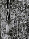 Bucherwald - Ingo Giezwndanner - 9783905999785