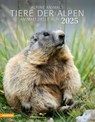 Tiere der Alpen - Kalender 2025 -  - 9788868397449