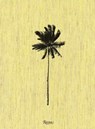 Decoding Palm Culture - Stefano Tonchi - 9788891843371