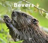 Bevers - zoogdieren & natuurbeheer - Jasja Dekker ; Stefan Vreugdenhil - 9789050114288