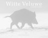 Witte Veluwe - Jan Vermeer - 9789081696517