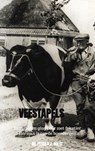 Veestapels - Dr. Peter A.J. Holst - 9789403690193