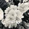 Liefde - Noah Bodhi - 9789403803517