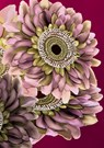 Gedachtenboek - Dawn Avalon - 9789464188714