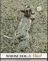 Whose Dog Is This? - Paul D Edwards - 9798233584763