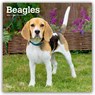 Beagles 2026 - 16-Monatskalender -  - 9798330702381