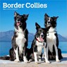 Border Collies 2026 - 16-Monatskalender -  - 9798330702565