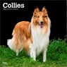 Collies - Langhaarcollie 2026 - 16-Monatskalender -  - 9798330702985