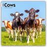 Cows 2026 Square Flap Calendar -  - 9798330703067