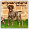 German Shorthaired Pointers 2026 Square Flap Calendar -  - 9798330703401