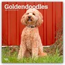 Goldendoodles 2026 Square Flap Calendar -  - 9798330703500