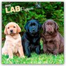 Labrador Retriever Puppies - Labrador Retriever Welpen 2026 - 16-Monatskalender -  - 9798330704170