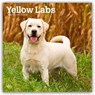 Yellow Labrador Retriever - Gelber Labrador Retriever 2026 - 16-Monatskalender -  - 9798330704262