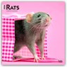 Rats 2026 Square Flap Calendar -  - 9798330705313