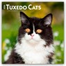 Tuxedo Cats 2026 Square Flap Calendar -  - 9798330706068