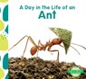 Day in the Life of an Ant - Julie Murray - 9798384907336