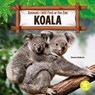 Koala - Shannon Anderson - 9798887354347