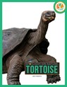 Tortoise - Jen Frantz - 9798896800361